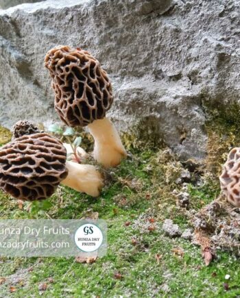 Morel Mushrooms Fro GS Hunza Dry Fruits